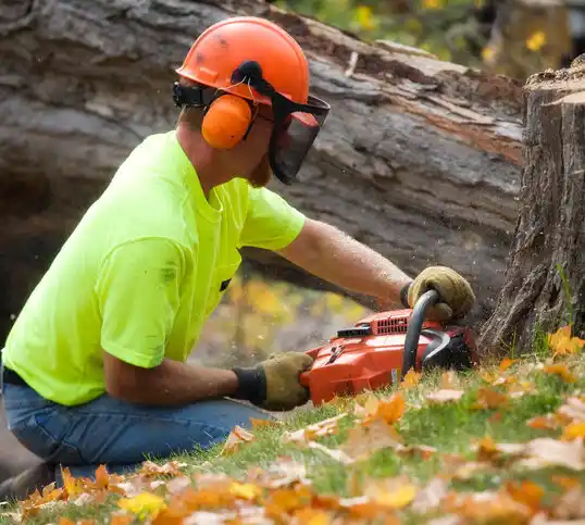 tree services Northwest Harwich